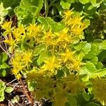 Phedimus aizoon Flower