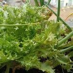 Lactuca sativa Folha