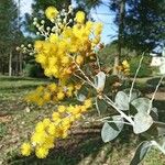 Acacia podalyriifolia Цвят