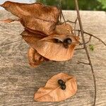 Koelreuteria paniculata Meyve