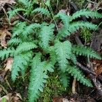 Pedicularis canadensis 葉