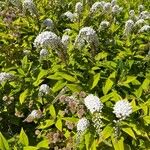 Lysimachia clethroides Цветок