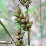 Carex panicea Frukt