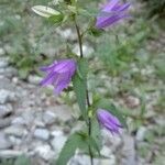 Campanula tracheliumFlower