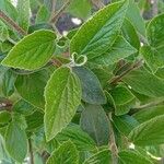 Viburnum carlesii Leaf