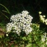 Chaerophyllum aromaticum 葉