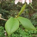 Magnolia sprengeri Leaf