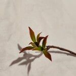 Cornus alternifolia Leaf