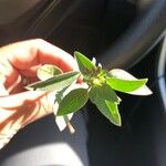 Clarkia rhomboidea Leaf