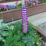 Lupinus × regalis Fiore