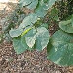 Cercis canadensis Leaf