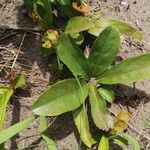 Brackenridgea arenaria Лист