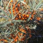 Hippophae rhamnoides Ovoce