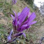 Astragalus onobrychis 花
