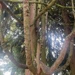 Chamaecyparis lawsoniana Bark