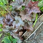 Heuchera sanguinea Engelm.Bark