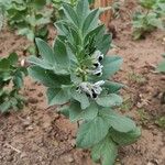 Vicia faba Συνήθη χαρακτηριστικά