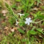 Priva adhaerens Flower