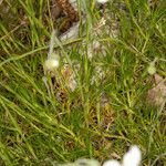 Arenaria grandiflora Yaprak