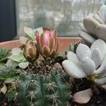 Gymnocalycium baldianum Blüte
