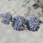 Salvia leucophylla Květ