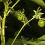 Jatropha gossypiifolia Gyümölcs