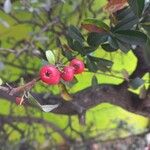 Pyracantha koidzumii Fruit