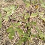 Terminalia prunioides Leaf
