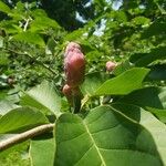 Magnolia acuminata Fruit