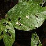 Solanum rovirosanum Ліст