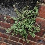 Parietaria judaica Habit