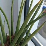 Sansevieria stuckyi Lapas