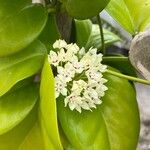 Hoya australis Kukka