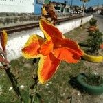 Canna × hybrida Blüte