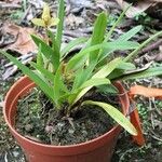 Maxillaria brachybulbon Іншае