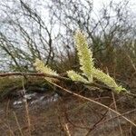 Salix appendiculata Flower