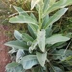 Verbascum sinaiticum Blatt