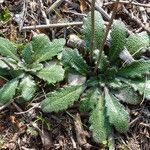 Arabis planisiliqua Natur