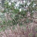 Juniperus virginiana ᱥᱟᱠᱟᱢ