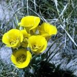 Calochortus aureus Blüte