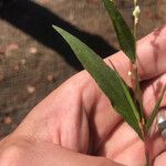 Persicaria punctata Foglia