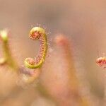 Drosera filiformis Flower