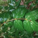 Mahonia aquifolium Leaf