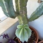 Myrtillocactus geometrizansFrunză