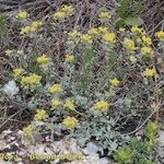 Alyssum serpyllifolium Hábito