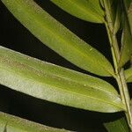 Podocarpus guatemalensis Plod