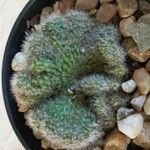 Cleistocactus winteri Leht