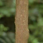 Ardisia crenata Bark