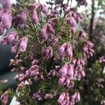 Erica australisKwiat