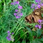 Linaria purpurea Habitus